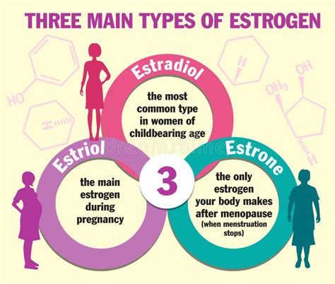 Three Main Types Of Estrogen Infographics Estradiol Estrone And Estriol Stock Vector