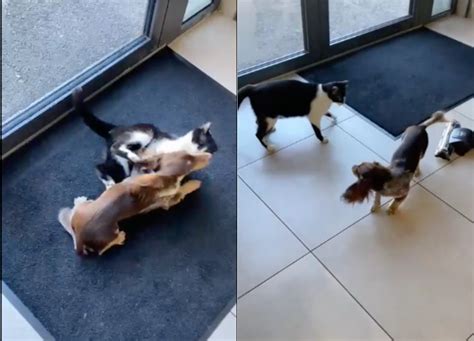 Why Is My Dog Obsessed With Cats at Edward Mozingo blog