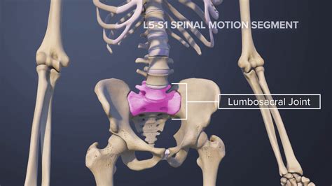 All About L5 S1 Lumbosacral Joint Spine Health