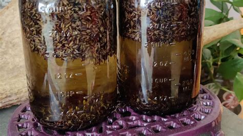 How To Make Lavender Infused Oil Homestead How To