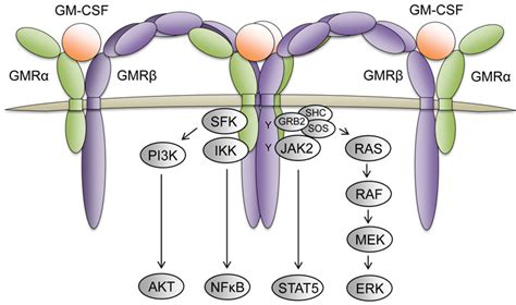 Oncotarget Sex Chromosome Loss And The Pseudoautosomal Region Genes