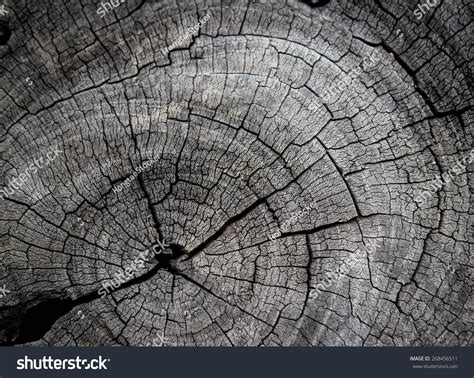 Old Tree Stump Texture Background Stock Photo 268456511 Shutterstock