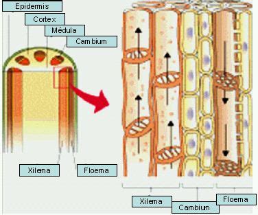 Fisiología de la fertilización foliar en las plantas Principios y