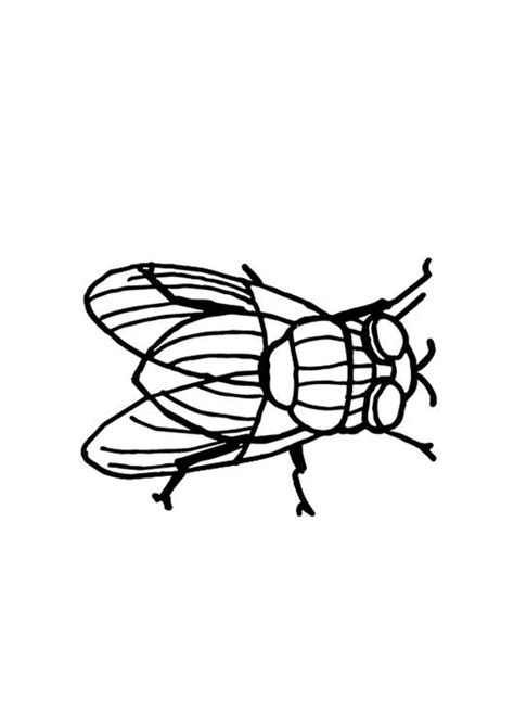 Coloriage Mouche Coloriages Gratuits Imprimer Dessin