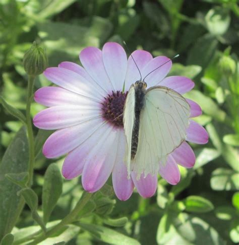 Sulphur Butterfly at Desert Botanical Gardens Butterfly Exhibit in ...