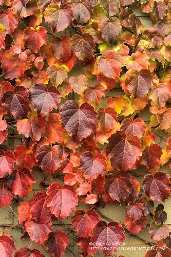 Digital Flower Pictures.com: Boston Ivy Fall Color