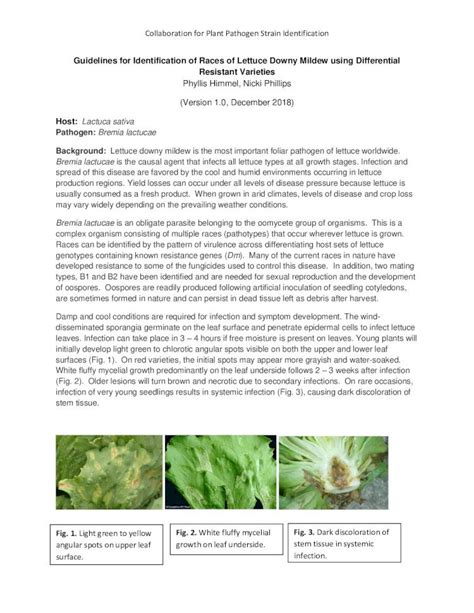 PDF Guidelines For Identification Of Races Of Lettuce Downy