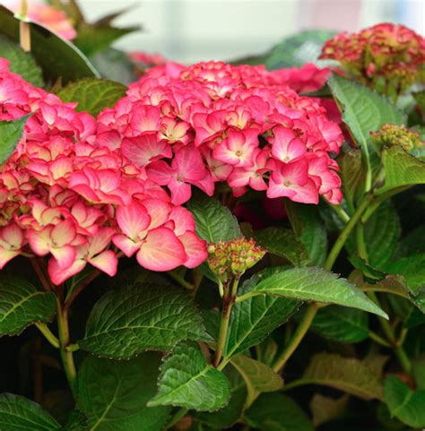 Bauernhortensie Frisbee Hot Pink Hydrangea Macrophylla Frisbee Hot Pink