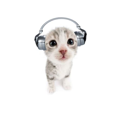 Cat Headphones Silly Cats Pictures Cat Icon Funny Cute Cats Pretty