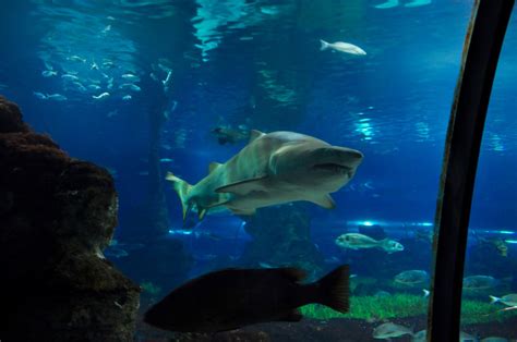 Aquarium De Barcelona La Lupa Viajera