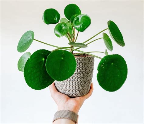 Pilea Peperomioides Cuidados Y Reproducci N Plantas Y Deco