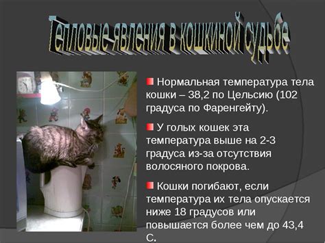 Температура тела у кошек и котов | какая, как изменить