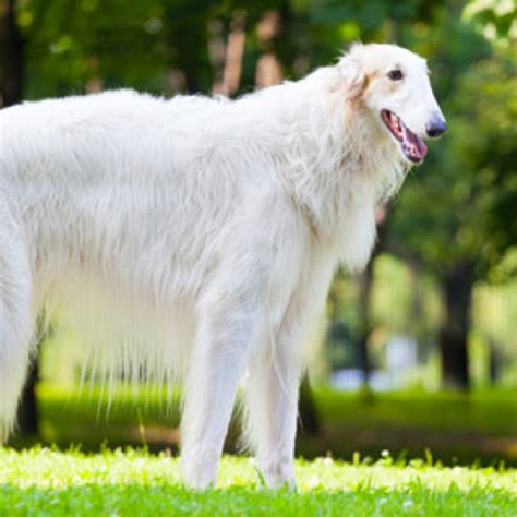 Borzoi Grooming Bathing And Care Espree