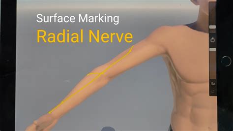 Surface Anatomy Of Upper Limb Nerves Part Surface Marking Of Radial