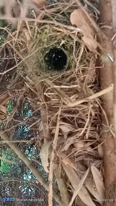 Evergreen Tree 🌲🌲🌲 Ke Ander Tiposiya Bird Nest Youtube