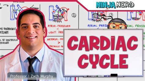 Cardiovascular Cardiac Cycle Youtube