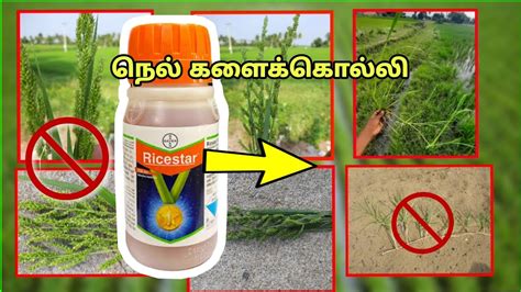 Ricestar களககலல FENOXAPROP P ETHYL 6 7 EC Bayer Ricestar