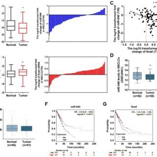 MiR 940 Expression Is Down Regulated And Inversely Correlates With