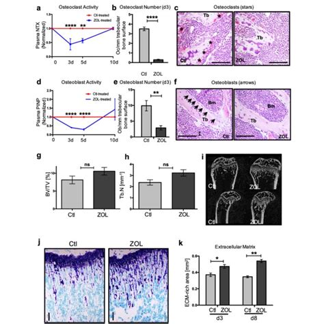 Effects Of Zoledronic Acid Zol On Osteoclasts Osteoblasts And Bone