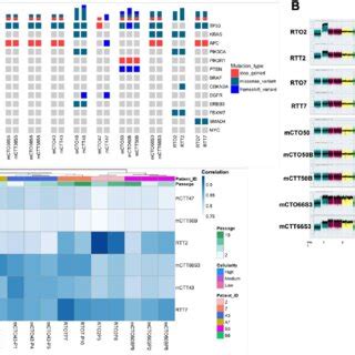 Pdos Recapitulate Morphologic Features Of Original Tissue And Can Be