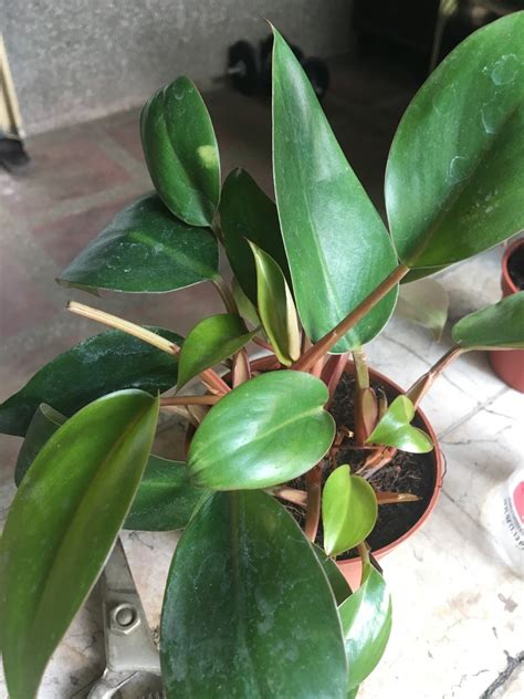 Фикус Бенджамина (Ficus benjamina) - PictureThis