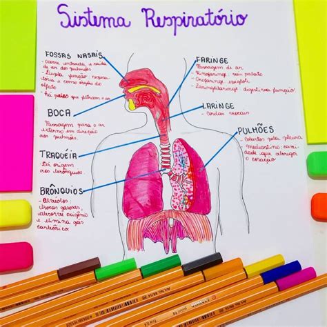 Sistema Respiratorio Humano Mapa Mental