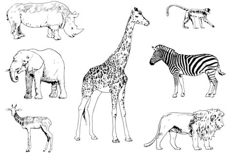 Premium Vector | Black and white drawings of wild animals