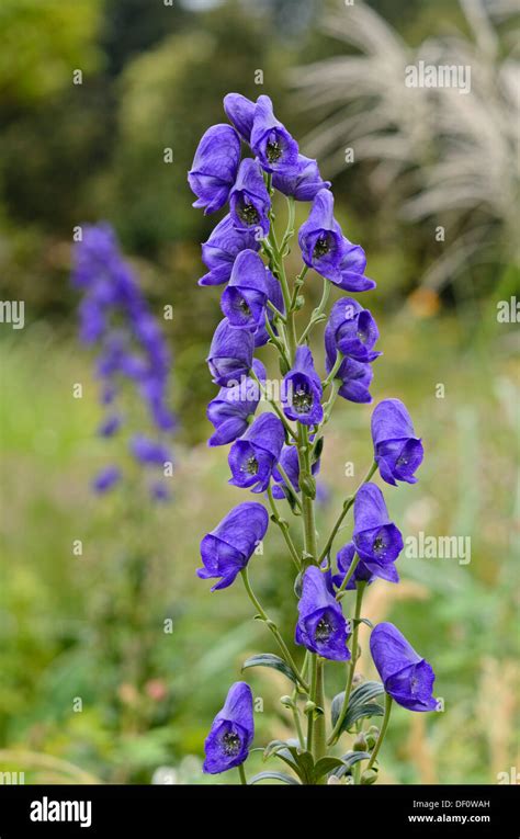 Aconitum Carmichaelii Arendsii Monkshood Hi Res Stock Photography And