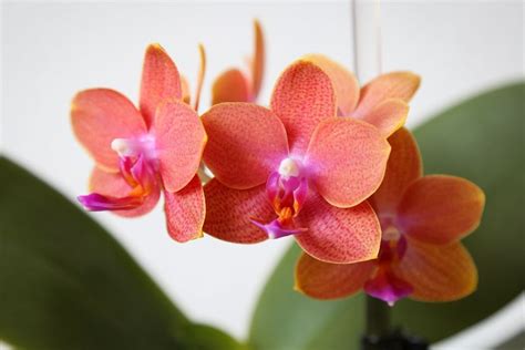 Duft Phalaenopsis Orange Majas Pflanzenblog