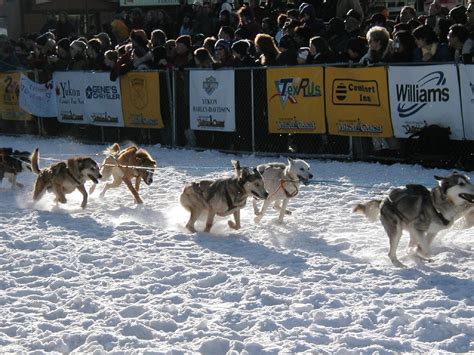 Facts About Dog Sledding Is It Ethical Or Should It Be Stopped