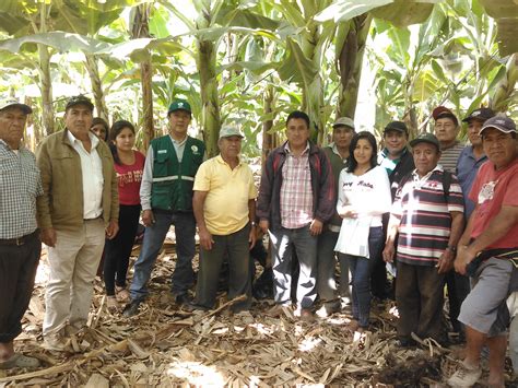 La Libertad Minagri Y Productores De Banano Org Nico Definen Acciones