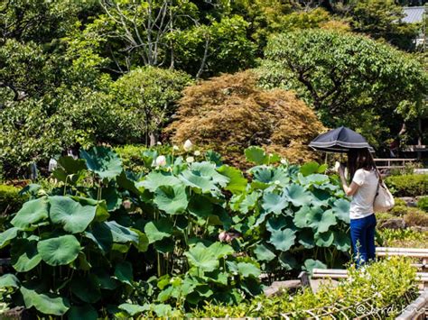 HISTORIA DE UNAS VACACIONES EN TOKYO VII KAMAKURA 1ª parte Jordi