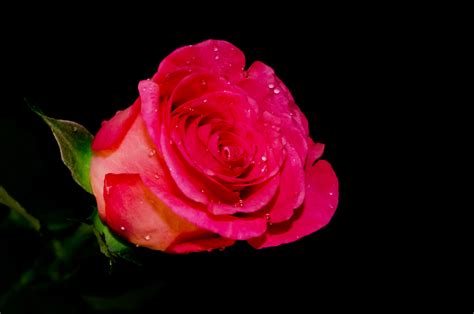 Rose On The Black Background Free Stock Photo Public Domain Pictures