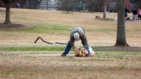 Ce Chien Refuse De Quitter Le Parc Et Fait Une Norme Crise Son