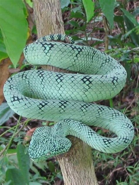 30 Snakes With Triangular Heads Thepetenthusiast