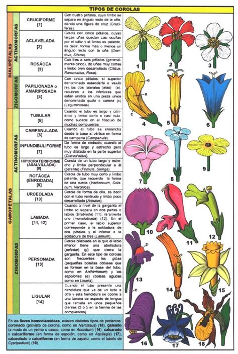 Glosario Botanico Ilustrado Botanica Glosario Flores