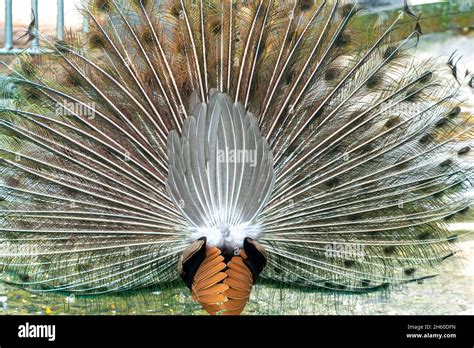 Close Up Of A Elegant Indian Male Peacock Bird Displaying His Beautiful