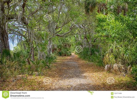 Nature Trail At Lake Seminole Park Stock Photo Image Of Moss Path