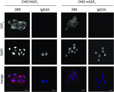 B Recognizes Human And Mouse S P Cho Cells Stably Expressing Human