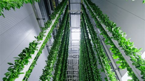 Vertical Farming How Technology Is Changing The Future Of Agriculture