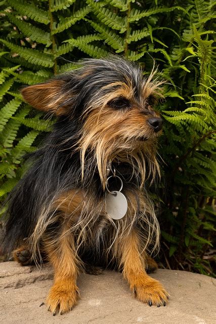 Chihuahua Yorkie Mix - Free photo on Pixabay