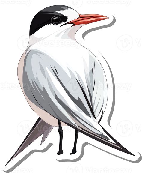 Arctic Tern Bird Illustration Shows Detailed Plumage 55381979 PNG
