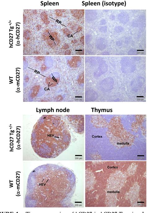 Figure 1 From Agonist Anti Human Cd27 Monoclonal Antibody Induces T