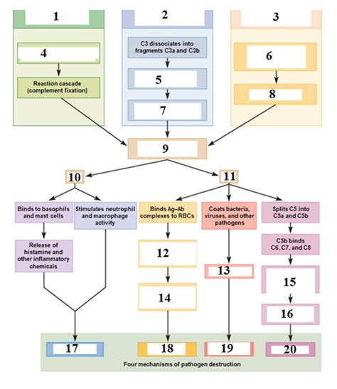 Three classical pathways Diagram | Quizlet