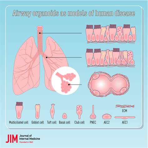 Airway Organoids As Models Of Human Disease Vaart Journal Of