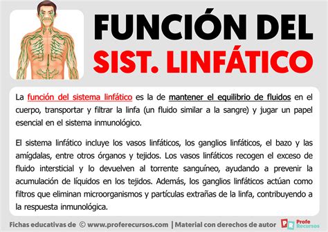 Función del Sistema Linfático