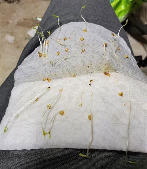 10 Seeds That Germinate Best In Paper Towel Balcony Garden Web