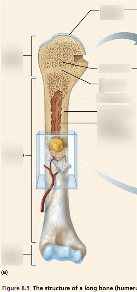 Bone Diagram Diagram | Quizlet