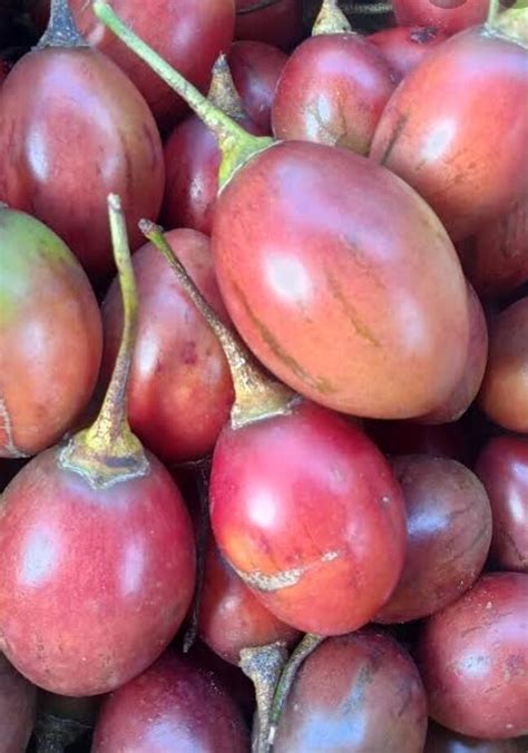 Buah Terong Belanda Terong Kori Segar 500gr Lazada Indonesia