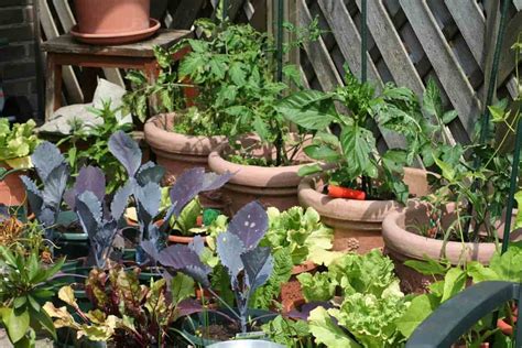 How To Start A Kitchen Garden From Scratch For Beginners Check How